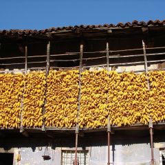 2 autunno